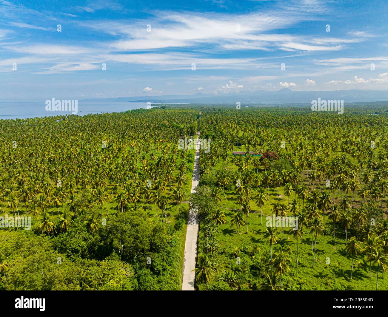 Vue aérienne de la route entre plantation de noix de coco. Mindanao, Philippines. Banque D'Images