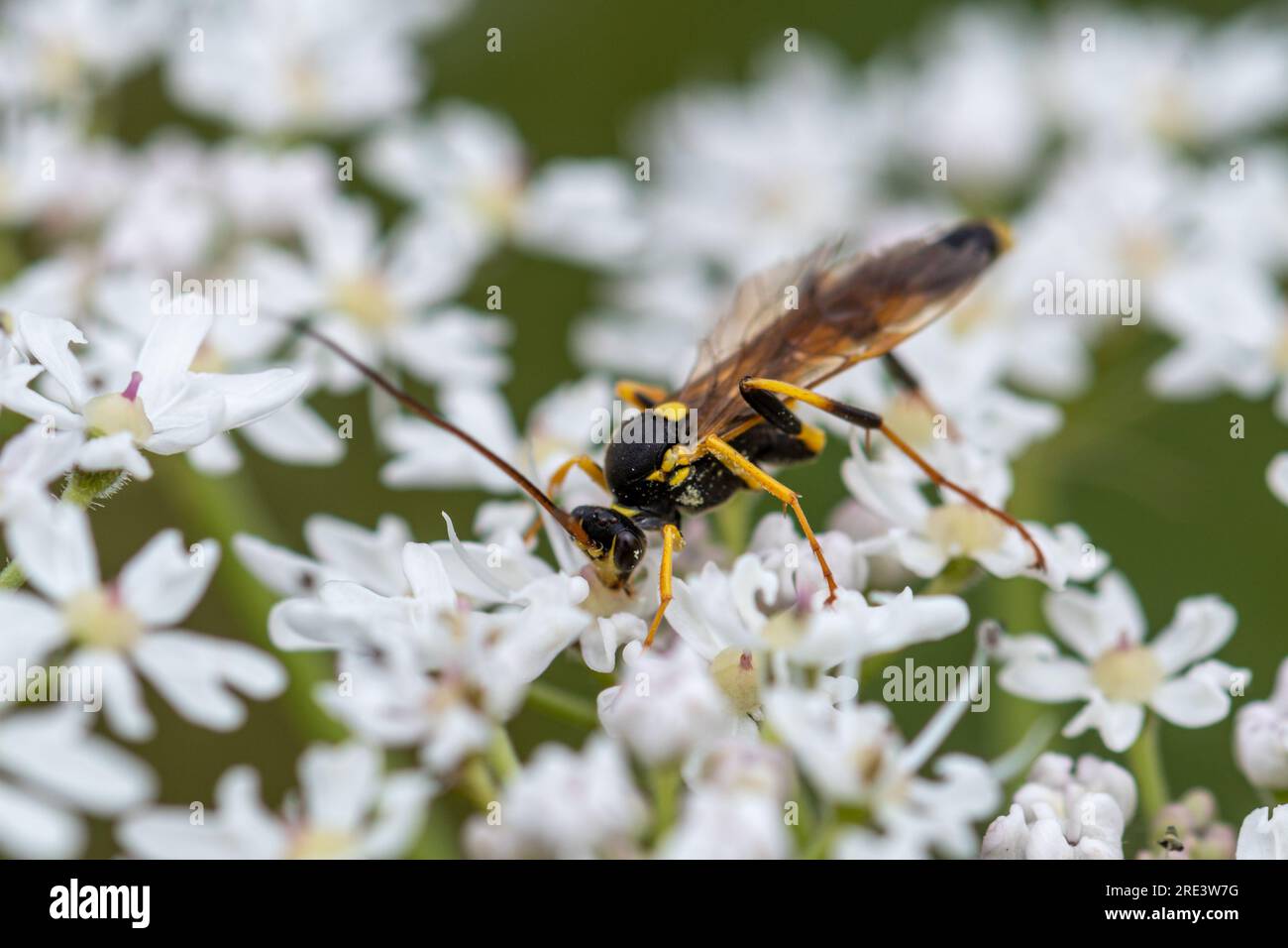 Une guêpe ichneumon, espèce de guêpe solitaire, pollinisateur, pollinisateur, sur une fleur umbellifer, Hampshire, Angleterre, Royaume-Uni Banque D'Images