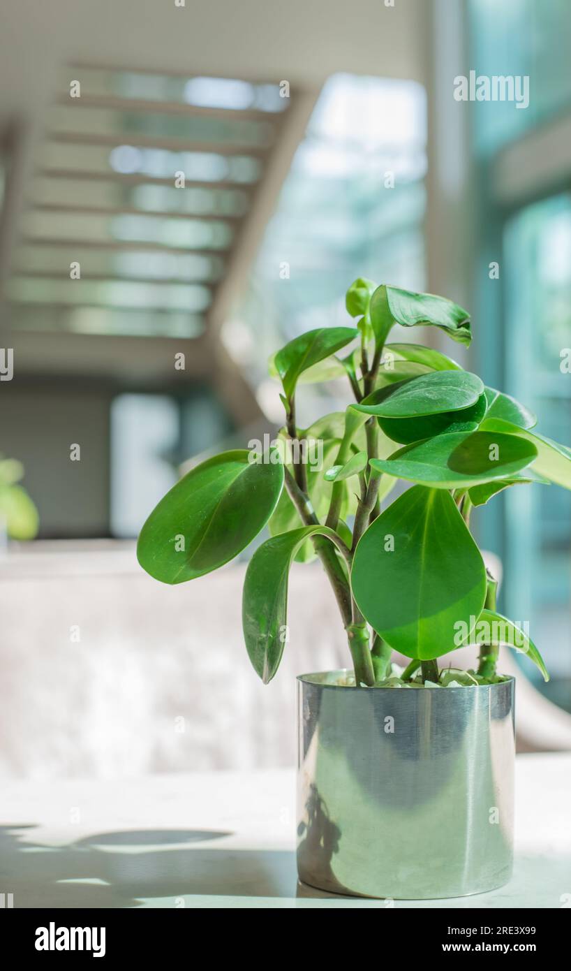 une plante de caoutchouc pour bébé est décorée dans le hall Banque D'Images