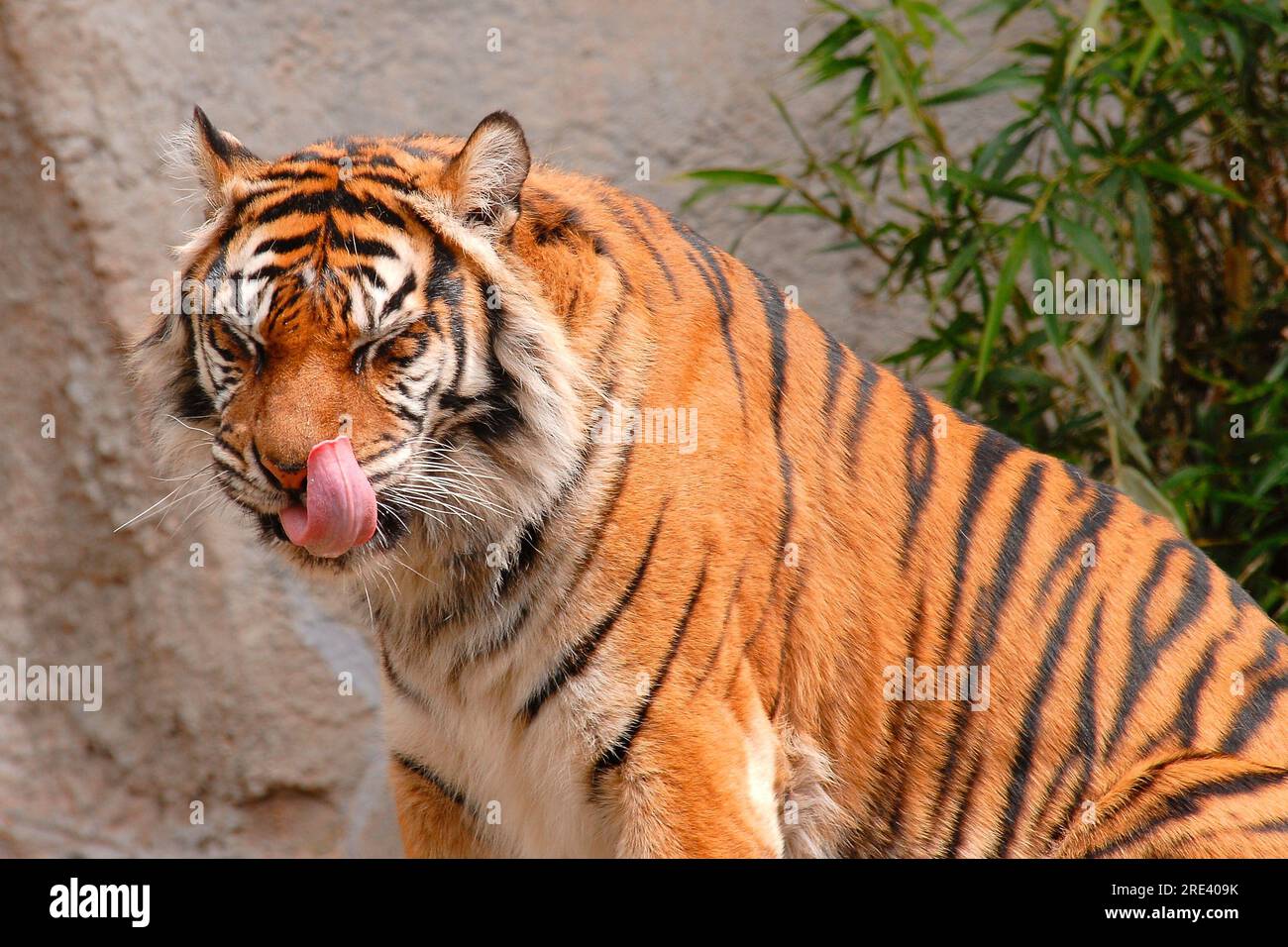 Le tigre de Sumatra (Panthera tigris sumatrae) est une sous-espèce de tigre originaire de l'île indonésienne de Sumatra. Comme tous les tigres, ils ont une apparence majestueuse et puissante. Voici quelques caractéristiques du beau visage d'un tigre de Sumatra: Banque D'Images