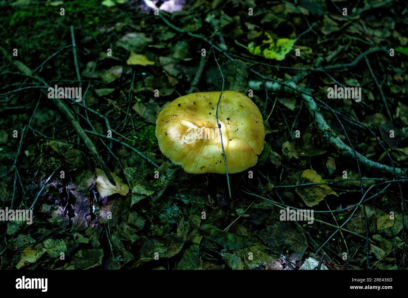 Une journée ensoleillée dans une forêt dense en été, Russie Banque D'Images