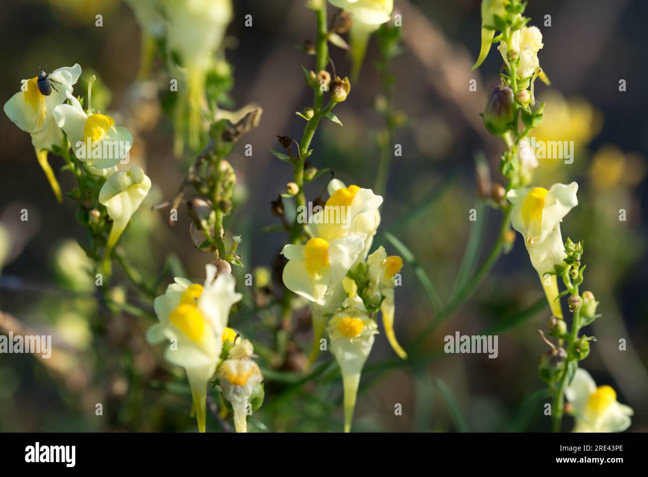 Linaria vulgaris, fleur d'été jaune crapaud commun closeup foyer sélectif Banque D'Images