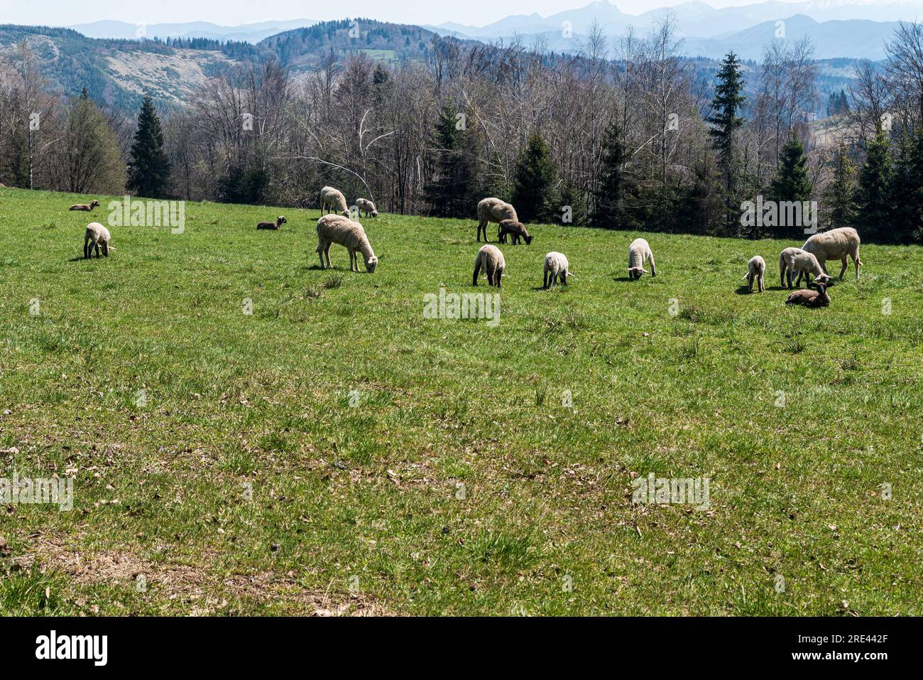 Élevage de moutons avec des agneaux sur prairie dans les montagnes Javorniky en Slovaquie pendant la journée de printemps Banque D'Images