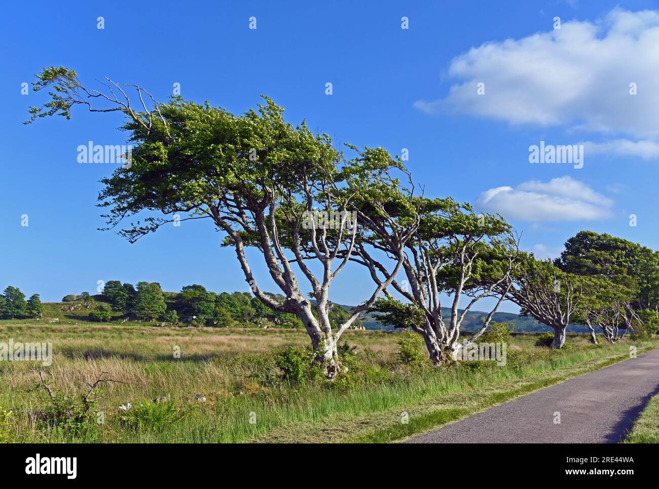 Arbres faussés par le vent.Argyll et Bute, ouest de l'Écosse, Royaume-Uni, Europe. Banque D'Images
