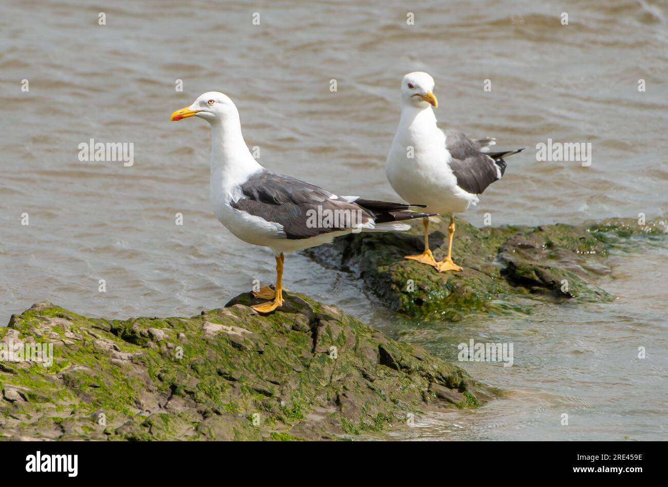 Une goélands à pieds jaunes sur l'estuaire du Kent, Arnside, Milnthorpe, Cumbria, Royaume-Uni Banque D'Images