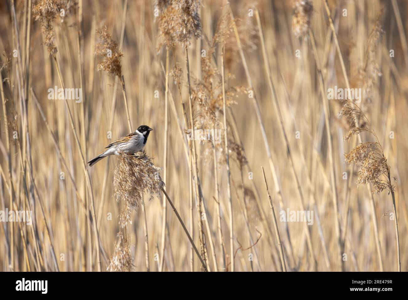 Banderole commune masculine assise sur le roseau côtier sec, photo extérieure naturelle Banque D'Images
