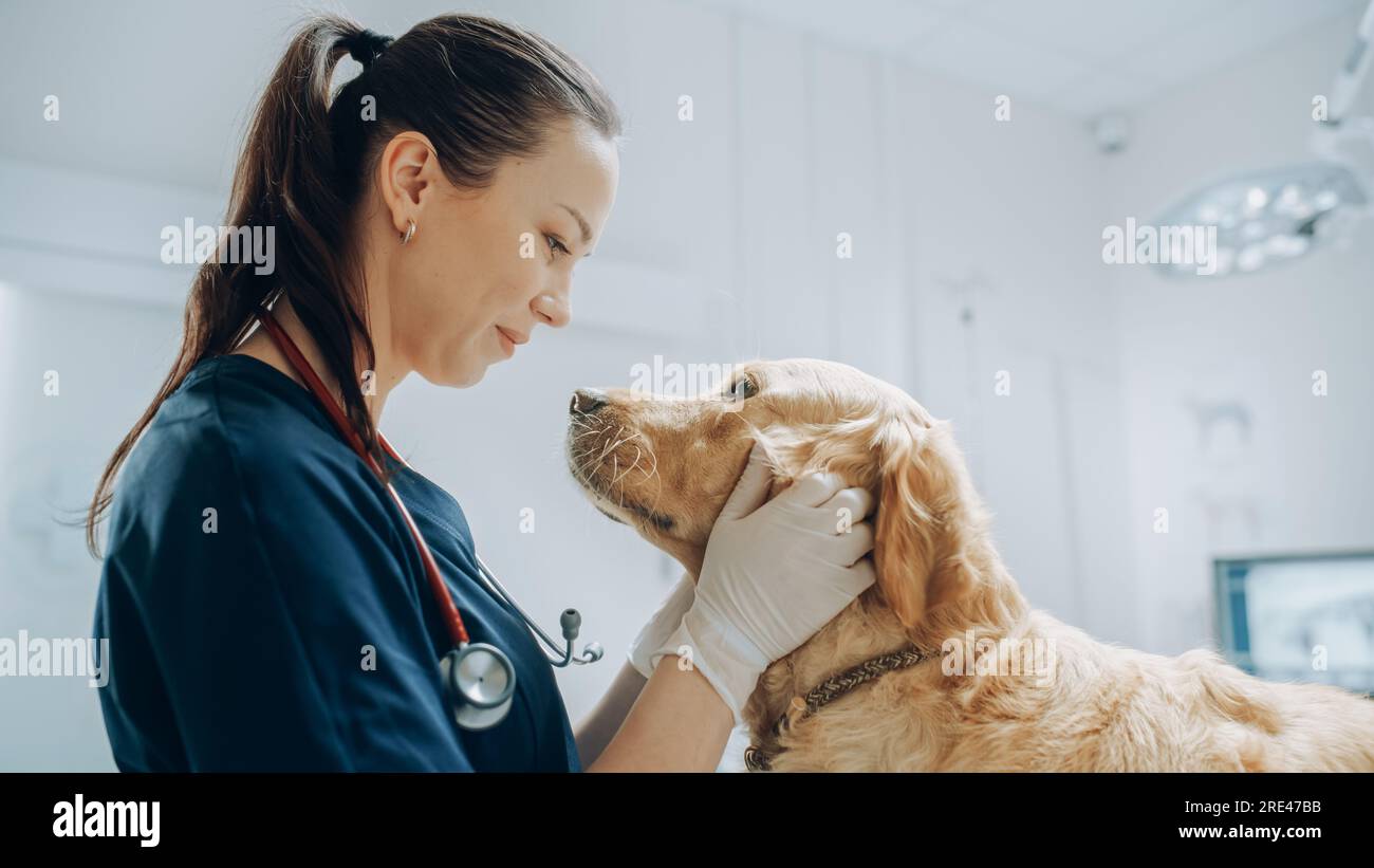 Magnifique vétérinaire femelle jetant un noble chien Golden Retriever. Animal sain sur une visite Check Up dans la clinique vétérinaire moderne avec Happy Doctor Banque D'Images