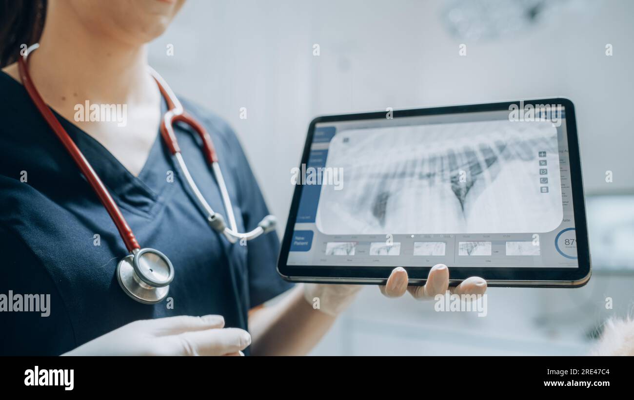 Dans une clinique vétérinaire moderne : Golden Retriever PET debout sur la table d'examen en tant que vétérinaire féminine évalue la santé du chien sur un comprimé Banque D'Images