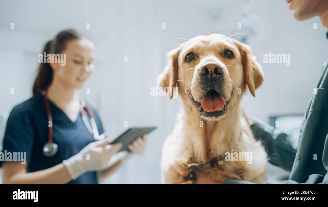 Client accompagnant son animal domestique au rendez-vous du médecin à la clinique vétérinaire. Bilan de santé régulier pour les animaux de compagnie Banque D'Images