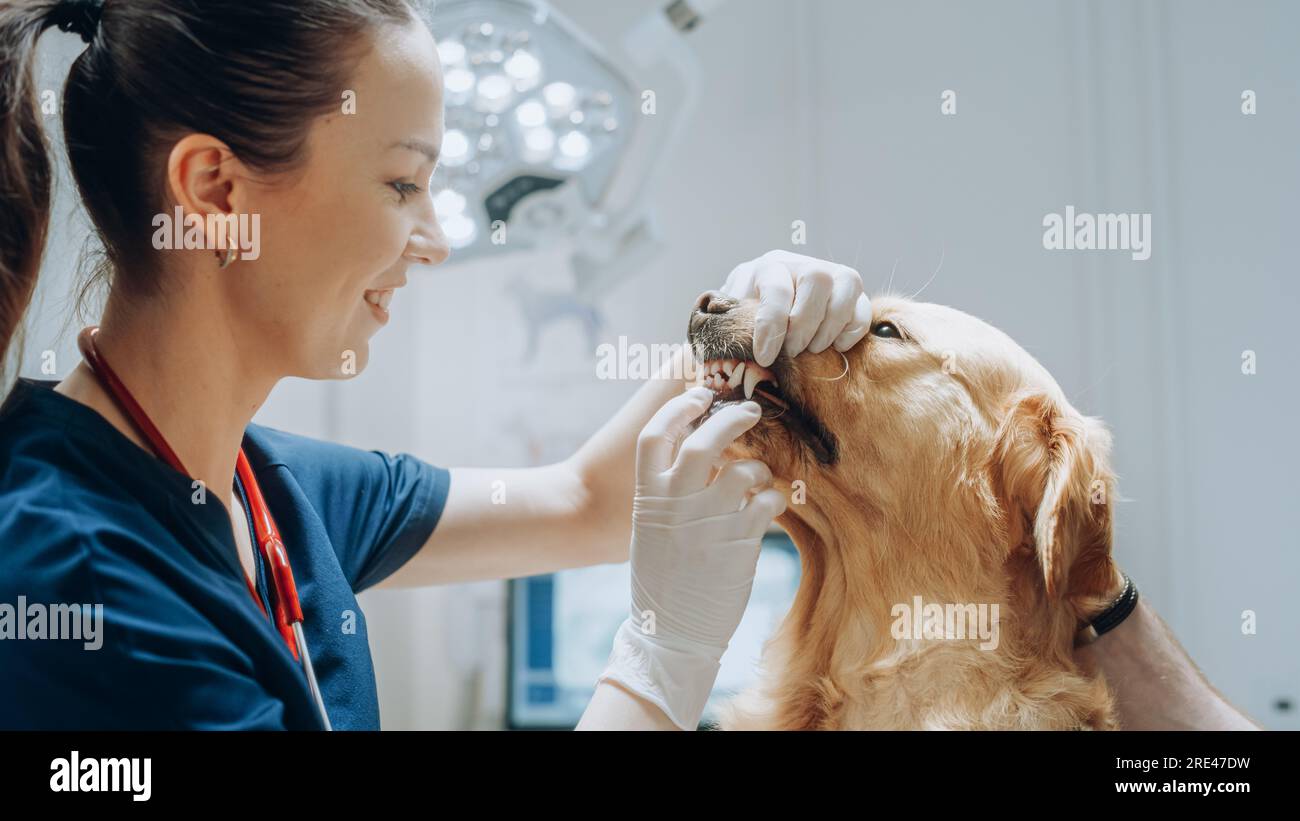 Client accompagnant son animal domestique au rendez-vous du médecin à la clinique vétérinaire. Bilan de santé régulier pour les animaux de compagnie Banque D'Images