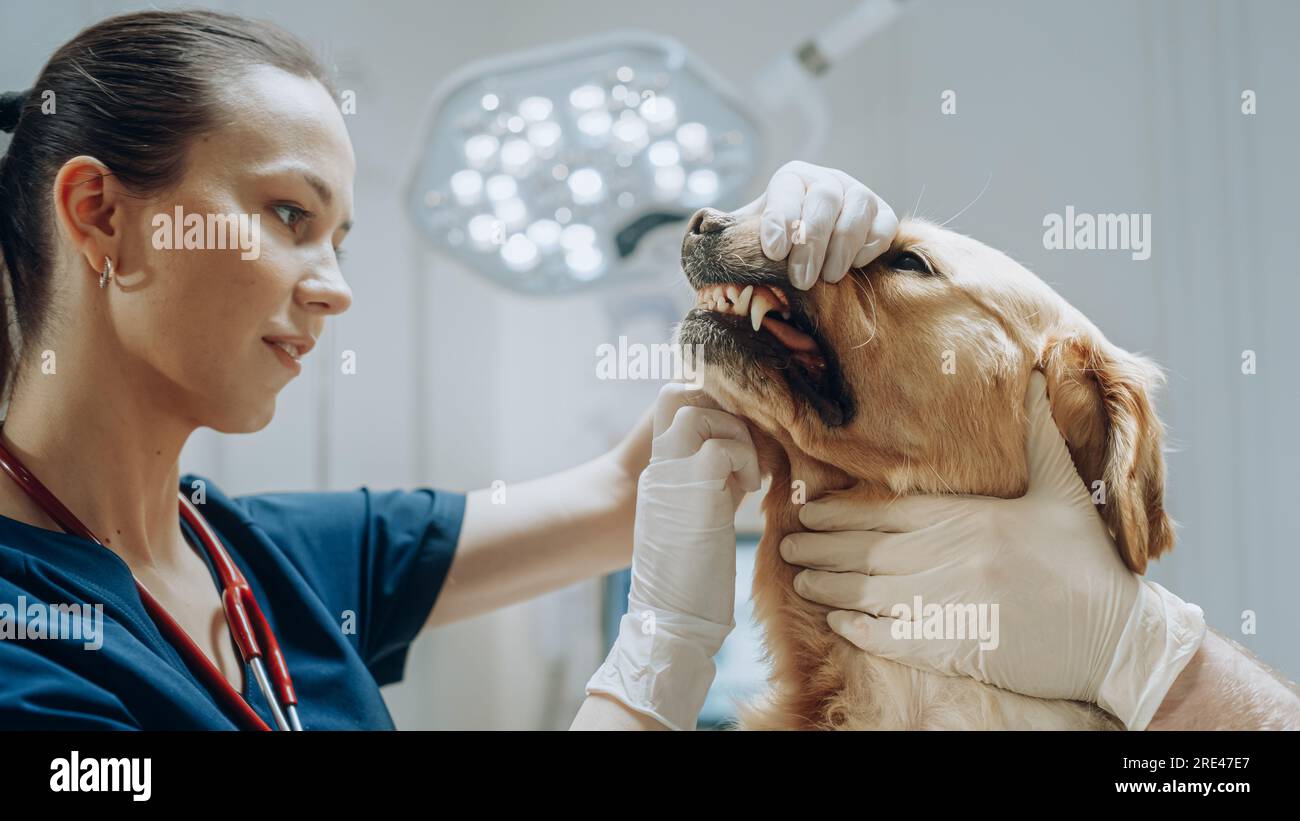 Client accompagnant son animal domestique au rendez-vous du médecin à la clinique vétérinaire. Bilan de santé régulier pour les animaux de compagnie Banque D'Images