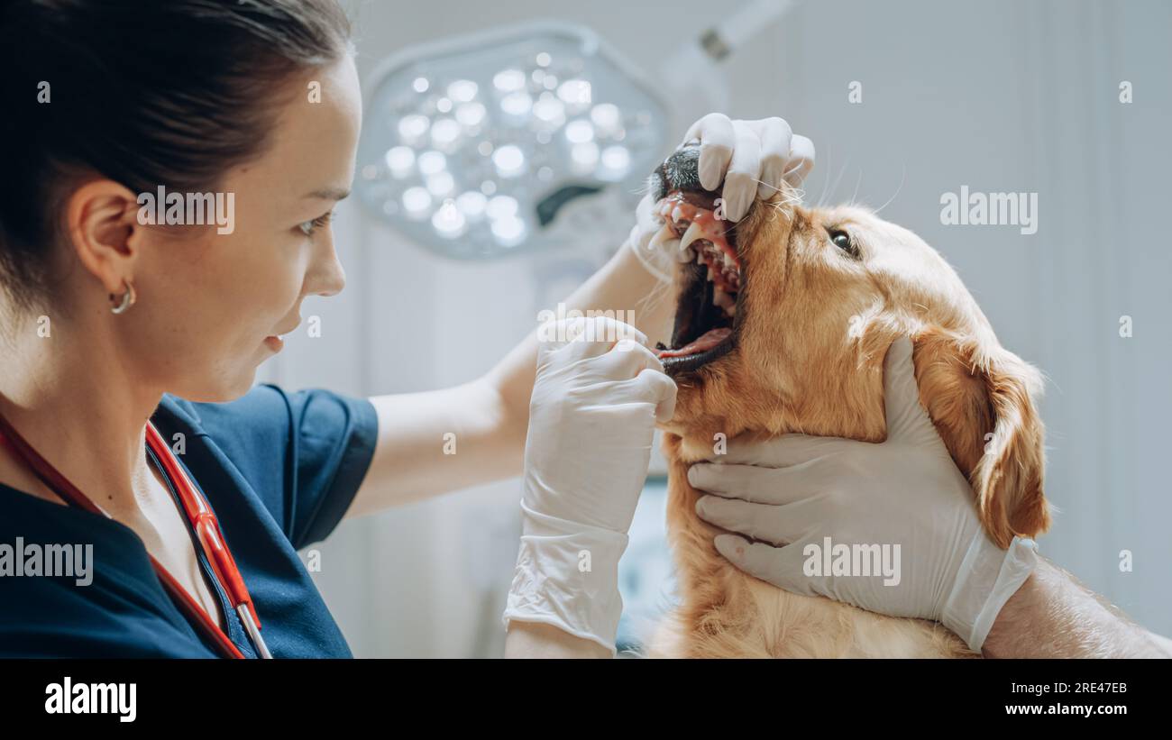 Client accompagnant son animal domestique au rendez-vous du médecin à la clinique vétérinaire. Bilan de santé régulier pour les animaux de compagnie Banque D'Images
