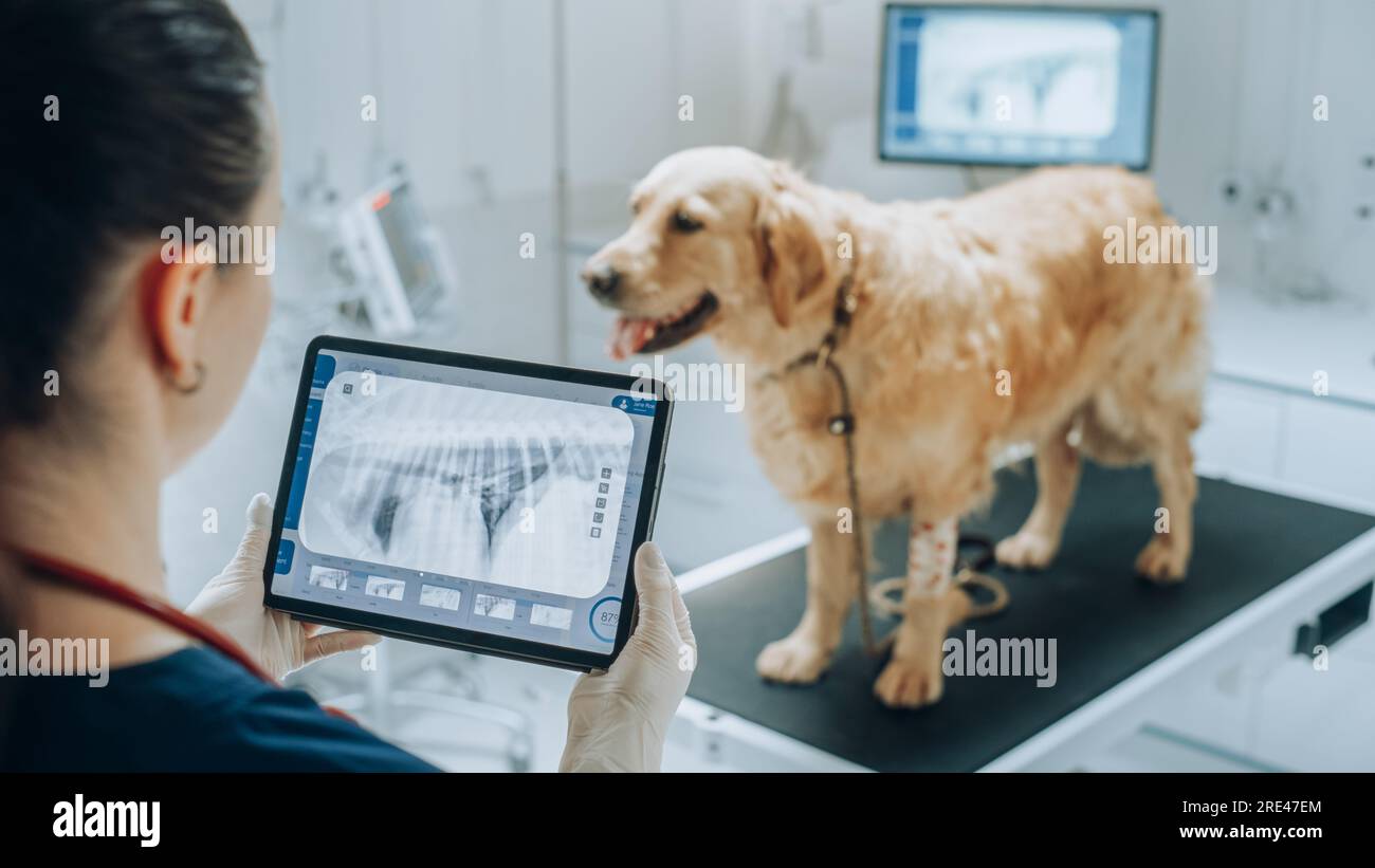 Client accompagnant son animal domestique au rendez-vous du médecin à la clinique vétérinaire. Bilan de santé régulier pour les animaux de compagnie Banque D'Images