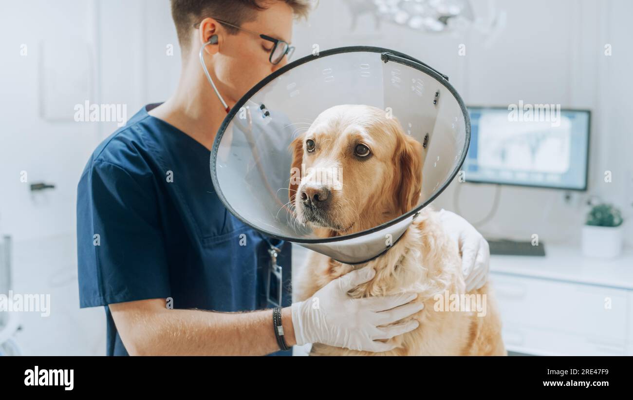 Client accompagnant son animal domestique au rendez-vous du médecin à la clinique vétérinaire. Bilan de santé régulier pour les animaux de compagnie Banque D'Images