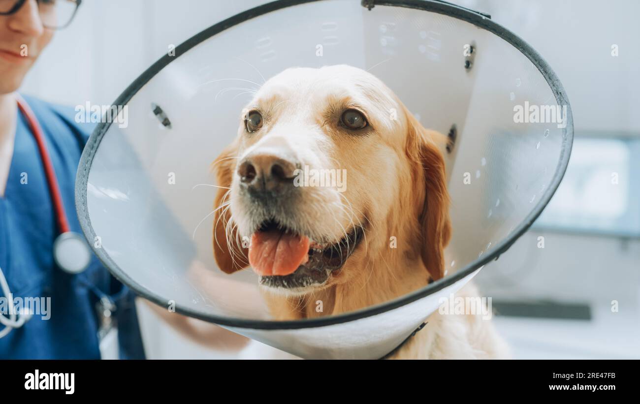 Client accompagnant son animal domestique au rendez-vous du médecin à la clinique vétérinaire. Bilan de santé régulier pour les animaux de compagnie Banque D'Images