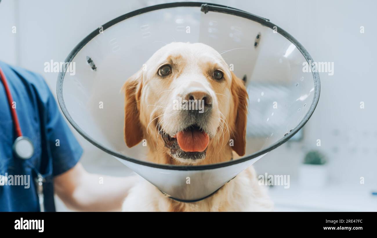 Client accompagnant son animal domestique au rendez-vous du médecin à la clinique vétérinaire. Bilan de santé régulier pour les animaux de compagnie Banque D'Images