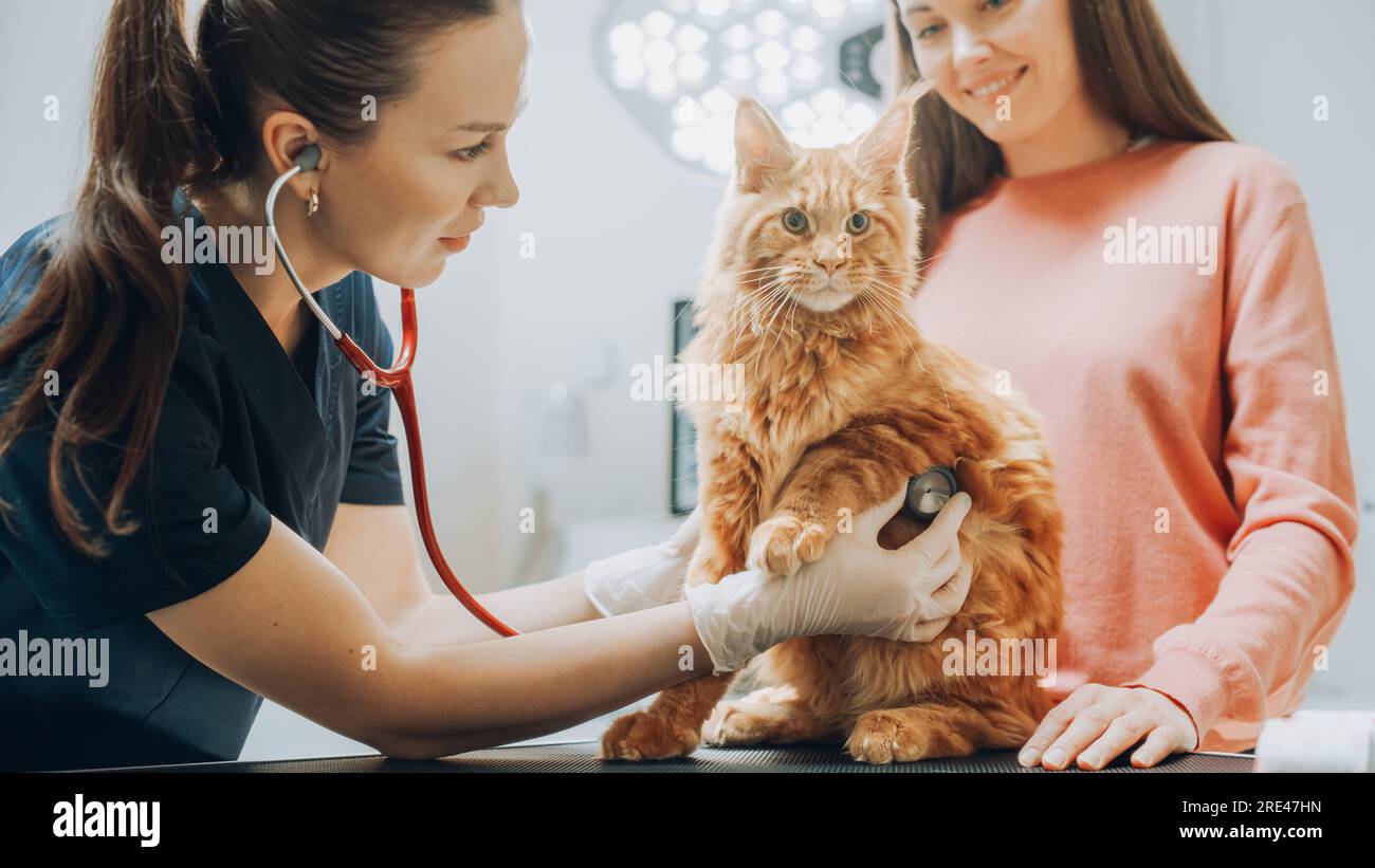 Client accompagnant son animal domestique au rendez-vous du médecin à la clinique vétérinaire. Bilan de santé régulier pour les animaux de compagnie Banque D'Images