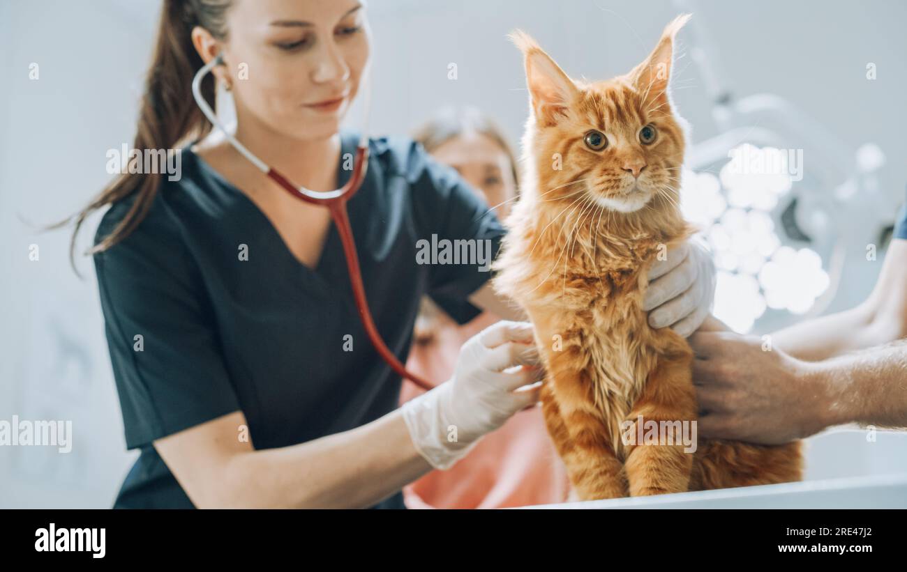 Client accompagnant son animal domestique au rendez-vous du médecin à la clinique vétérinaire. Bilan de santé régulier pour les animaux de compagnie Banque D'Images