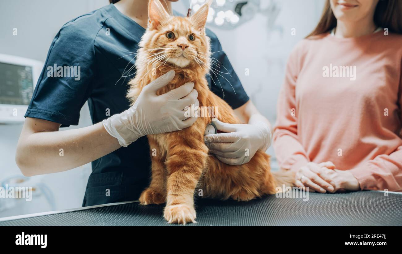 Client accompagnant son animal domestique au rendez-vous du médecin à la clinique vétérinaire. Bilan de santé régulier pour les animaux de compagnie Banque D'Images