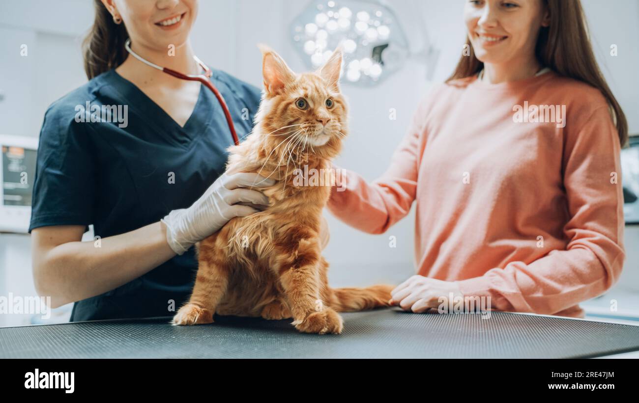 Client accompagnant son animal domestique au rendez-vous du médecin à la clinique vétérinaire. Bilan de santé régulier pour les animaux de compagnie Banque D'Images