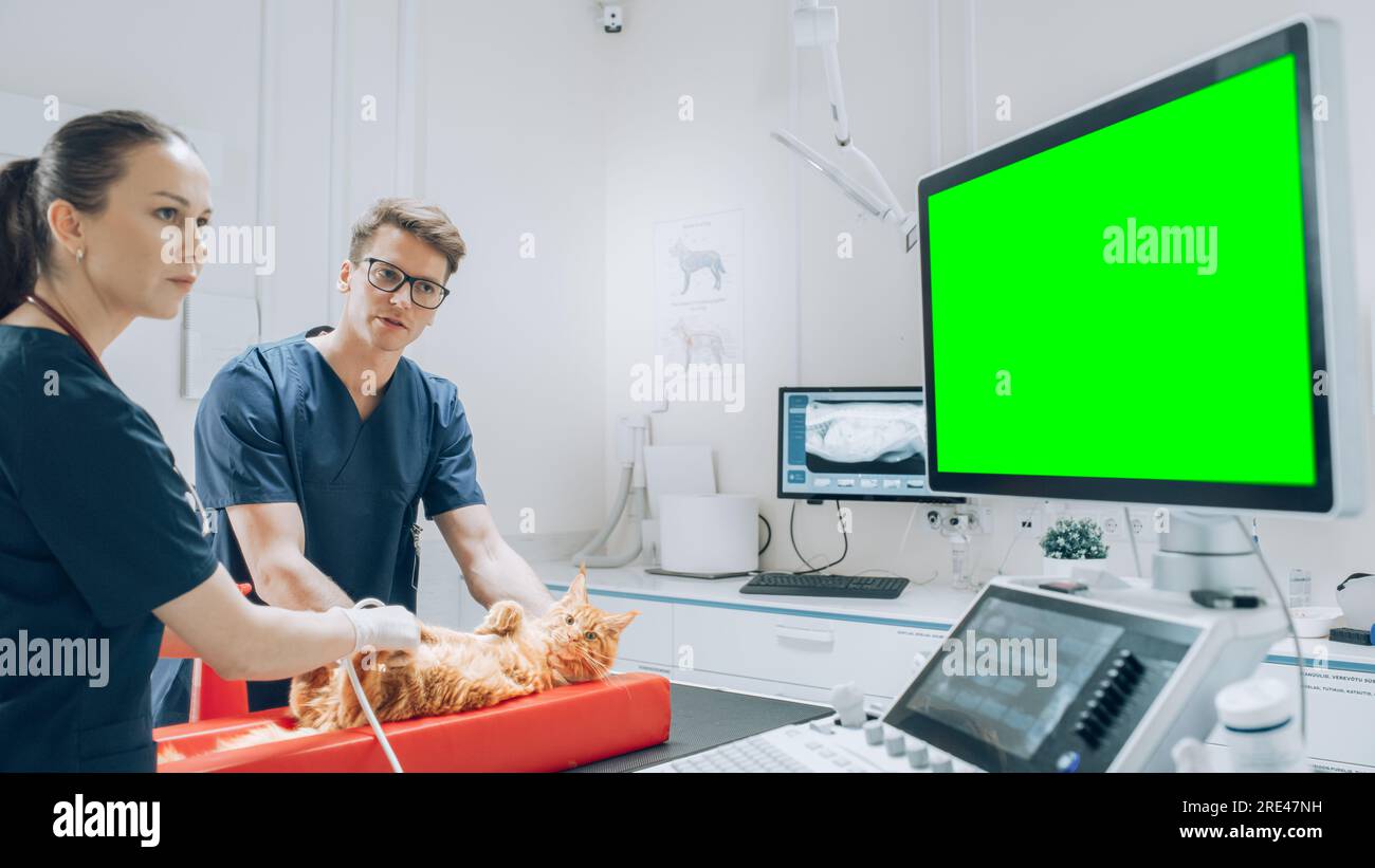 Vétérinaires féminins et masculins effectuant des contrôles de santé UPS sur un animal de compagnie en visite. Vétérinaire professionnel dans une clinique vétérinaire moderne utilisant des moniteurs à écran vert Banque D'Images