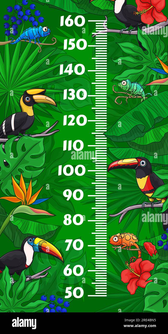 Tableau de taille des enfants avec des oiseaux toucan de dessin animé et des caméléons dans les feuilles tropicales de jungle. Vector Growth Measure Wall meter avec une échelle de règle centimétrique sur fond d'animaux exotiques, de lézards et de fleurs Illustration de Vecteur