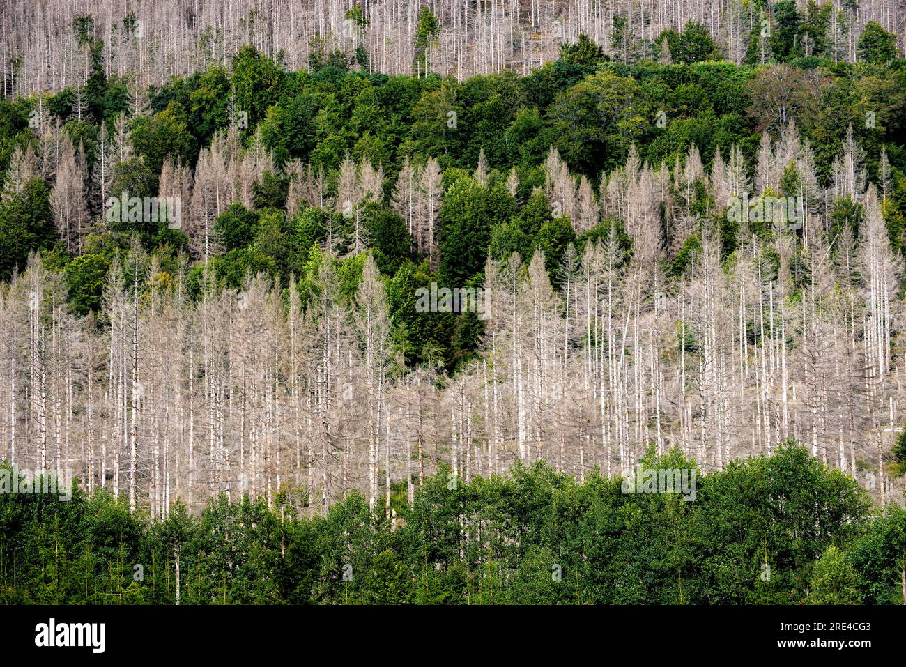 arbres morts dans une forêt de pins à cause du réchauffement climatique Banque D'Images