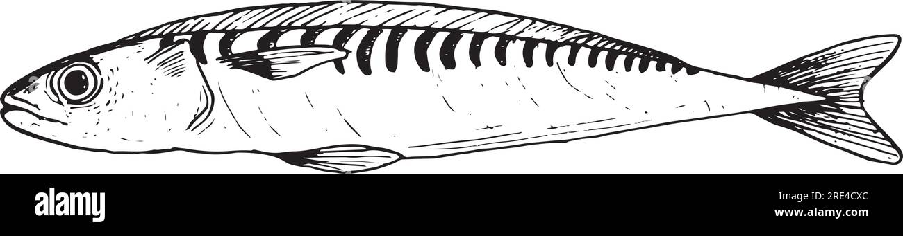 Illustration vectorielle de ligne de poisson de sardine unique en noir et blanc. Croquis de poisson frais de l'Atlantique pour les produits de la mer Illustration de Vecteur
