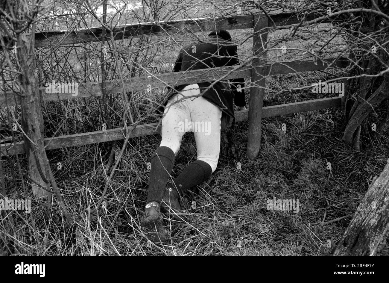 Beagling chasse des lièvres. Huntsman suivre les chiens à pied, courir et essayer de les suivre. Il est pris dans une haie et essaie de passer à travers. Old Berkeley Beagles, Stewkley, Buckinghamshire. années 1990 1991. ROYAUME-UNI HOMER SYKES Banque D'Images