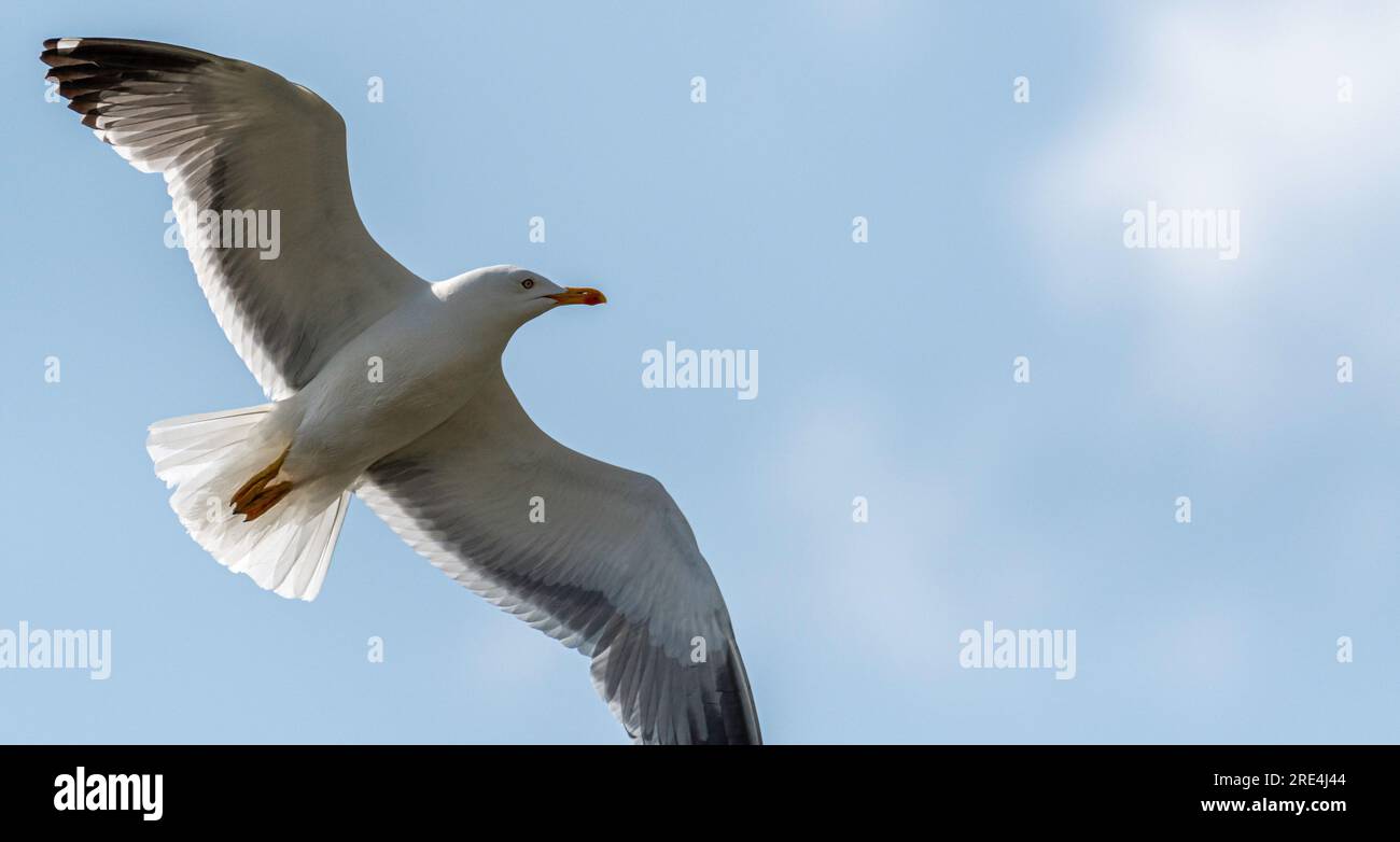 Portrait isolé en gros plan d'une seule mouette arménienne volante dans la nature - Arménie Banque D'Images