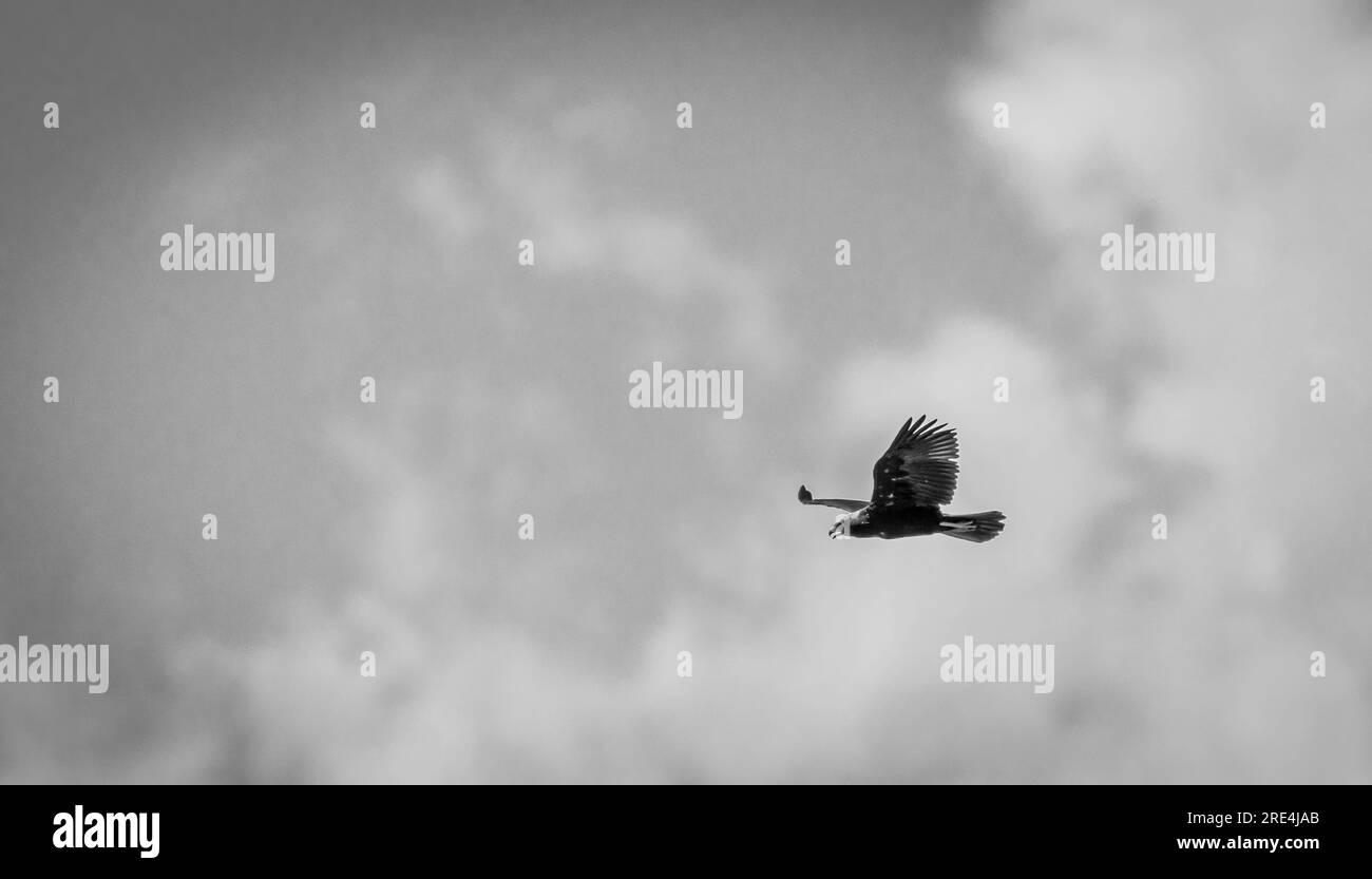 Portrait isolé en gros plan d'un seul oiseau harrier adulte des marais de l'Ouest dans la nature sur un fond bleu du ciel - Arménie Banque D'Images