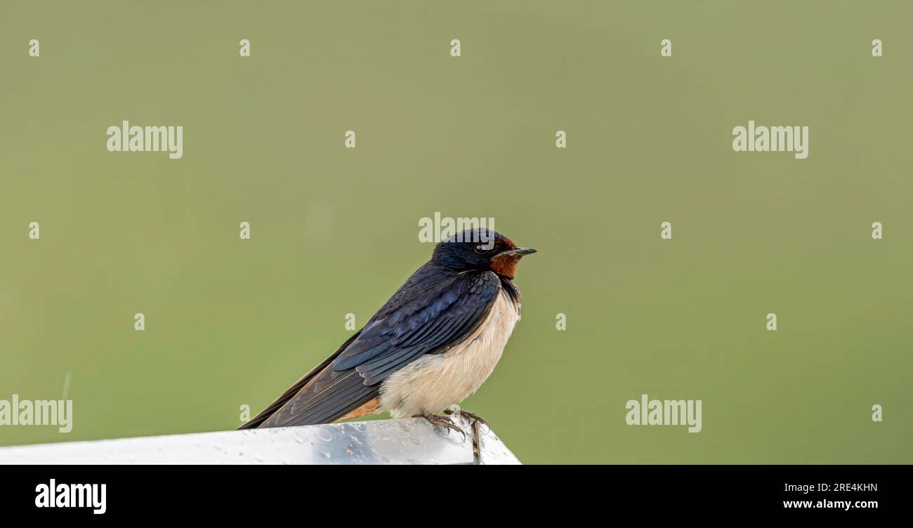 Isolé gros plan d'un bel oiseau hirondelle mûr de grange assis sous la pluie- Arménie Banque D'Images