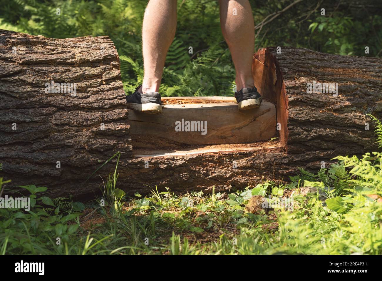 copiez l'image de l'espace d'un randonneur marchant sur l'arbre tombé avec une découpe des marches à l'intérieur de celui-ci Banque D'Images