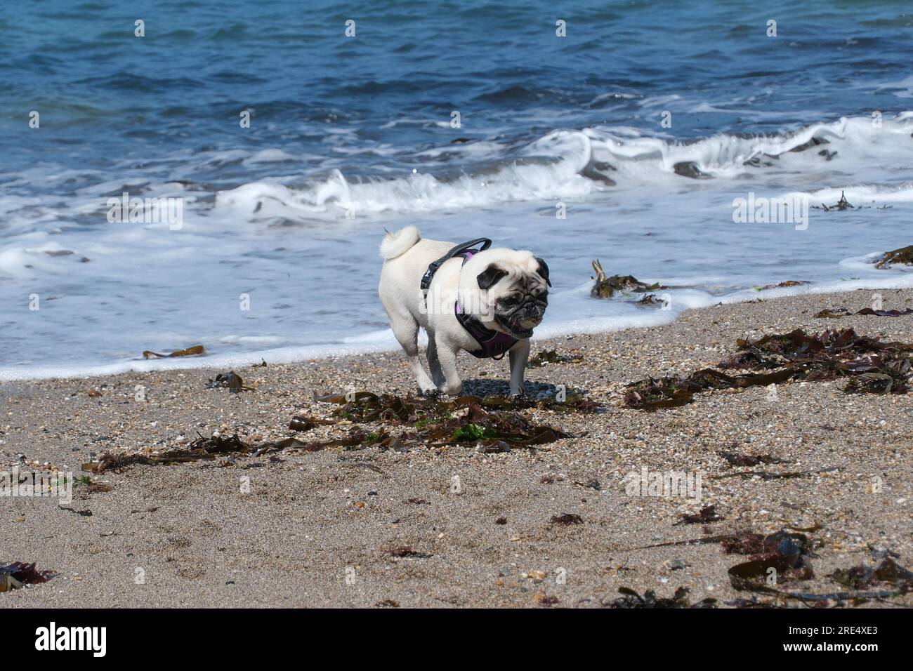 Polzeath, Cornouailles, Royaume-Uni. 25 juillet 2023. UK Météo. Avec une brise marine et une température de 21 degrés C, c'était un après-midi agréable sur une plage animée à Polzeath dans le nord de Cornwall aujourd'hui. Crédit Simon Mayock / Alamy Live News. Banque D'Images