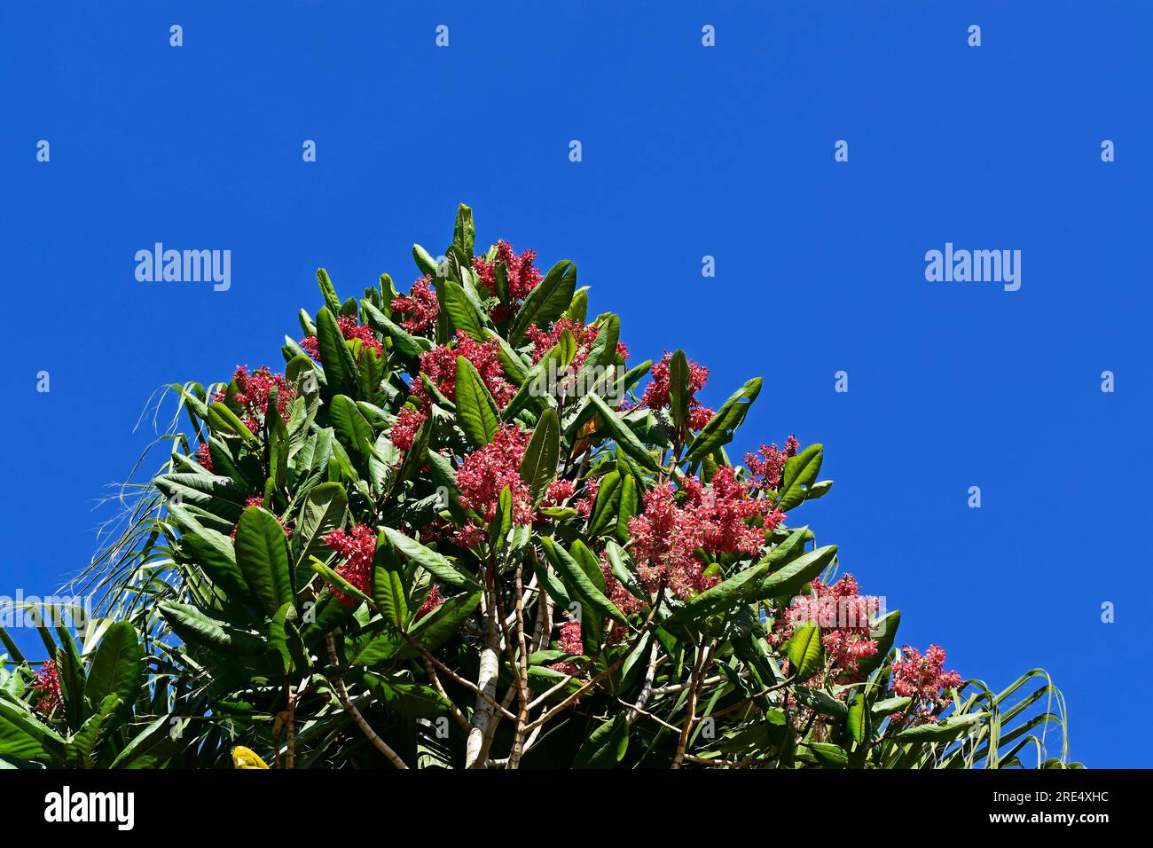 Fourmi à fleurs rouges (Triplaris americana) et ciel bleu à Sao Paulo, Brésil Banque D'Images