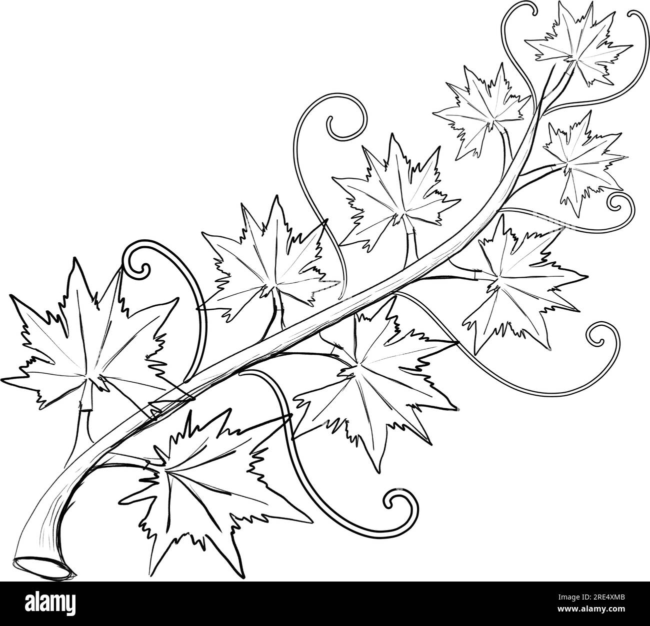 Lignes dessinées à la main de vigne de feuille de citrouille le jour d'Halloween sur un fond blanc, isolez Illustration de Vecteur