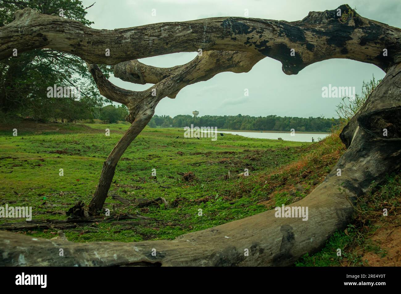 Vieil arbre sur la prairie à la saison des pluies. Banque D'Images