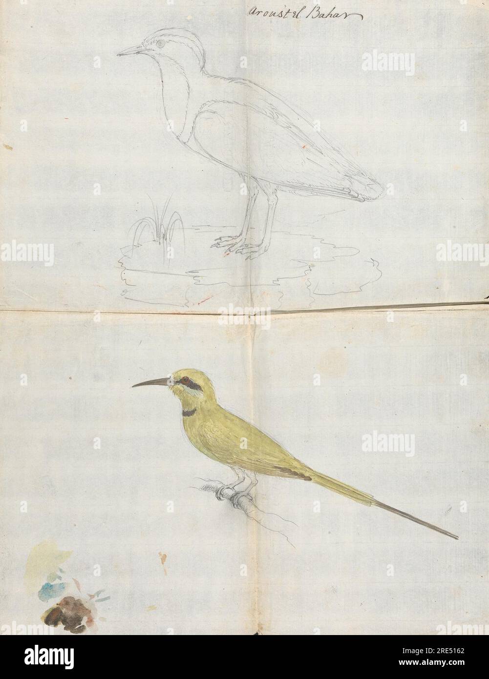 2 oiseaux 'Aroust el Bahar' vers 1768 par Luigi Balugani Banque D'Images