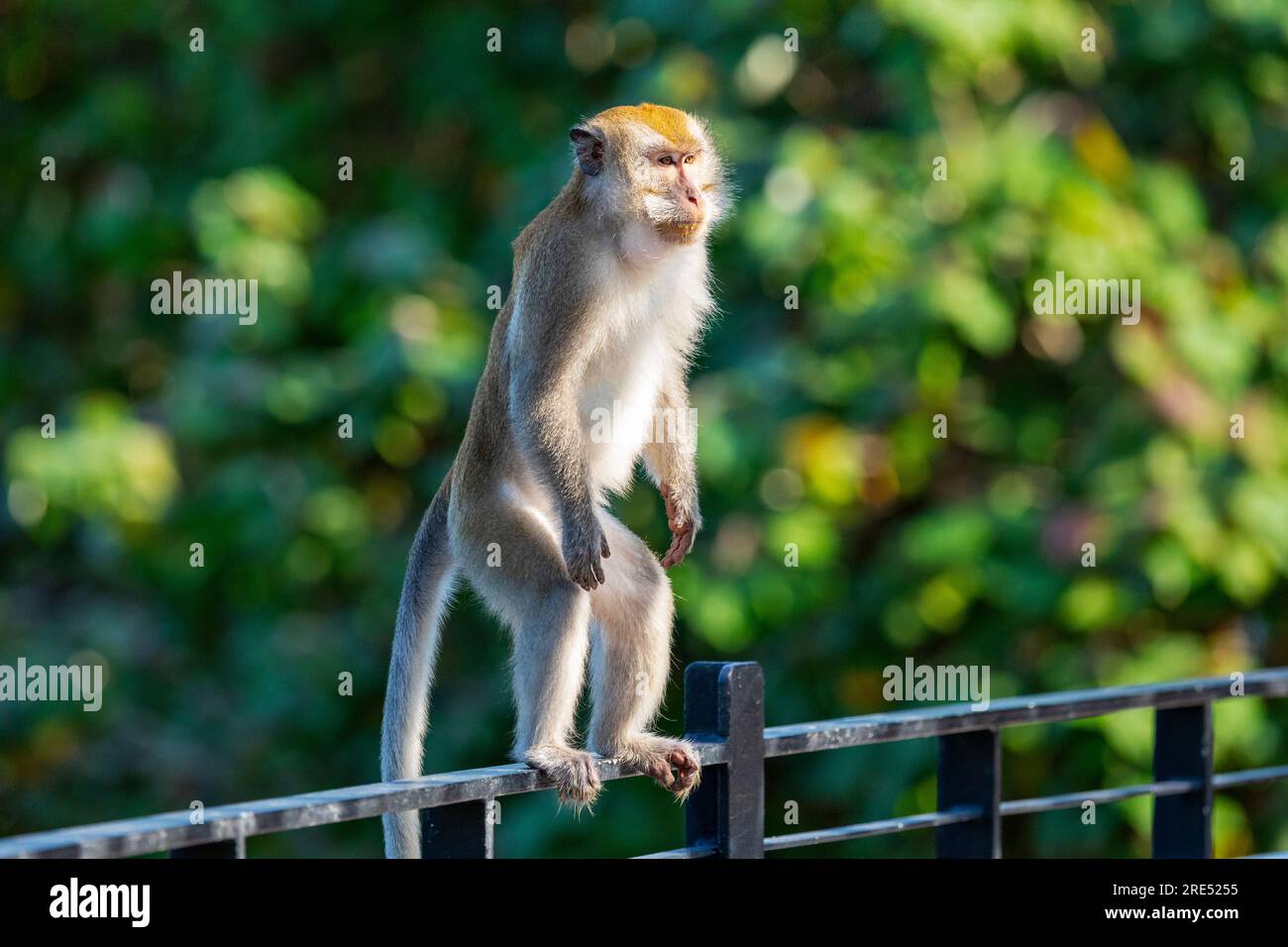 Macaque à longue queue debout sur la ballustrade de Sunrise Gateway au-dessus du réservoir Serangoon, Singapour Banque D'Images