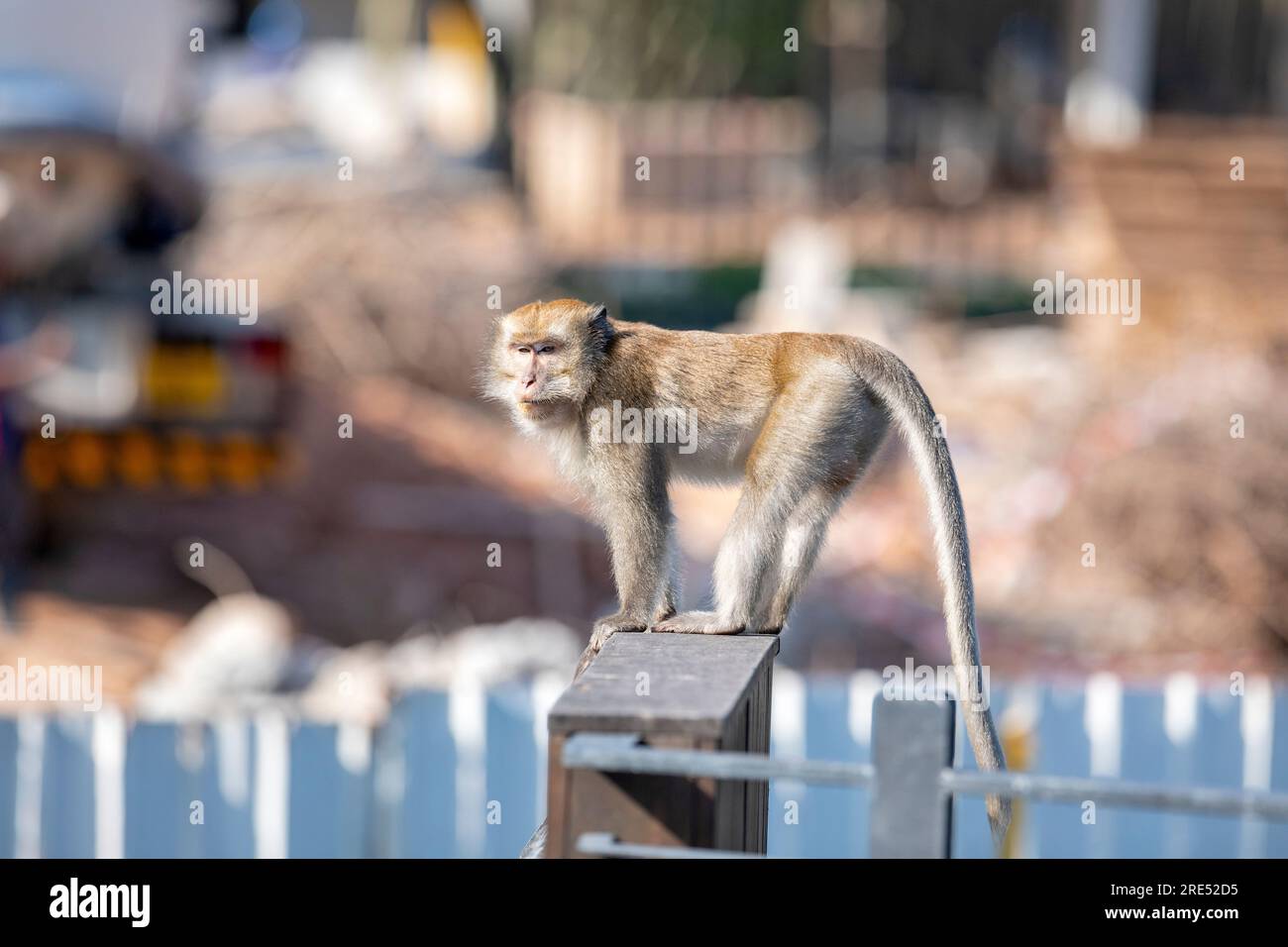 Un macaque à longue queue approche du chantier de construction du parc de logements sociaux Waterway Sunrise depuis Sunrise Gateway, Singapour Banque D'Images