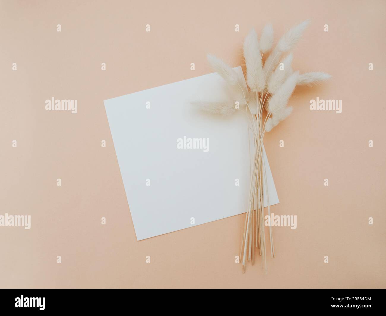 Maquette de carte carrée en papier blanc vierge et branche florale sèche sur fond beige. Modèle esthétique minimal. Plan d'agencement, vue de dessus Banque D'Images
