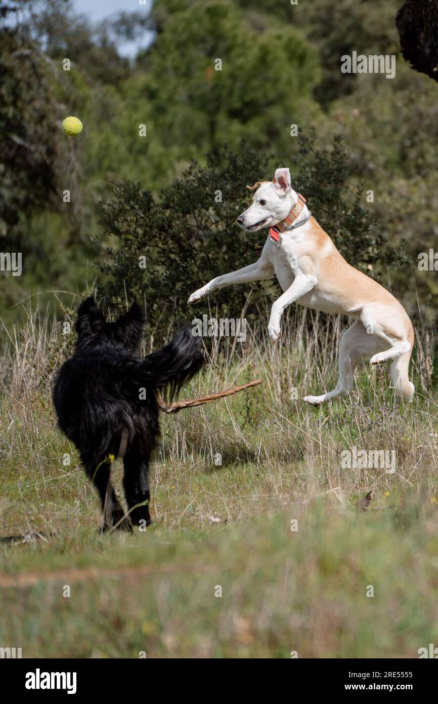 Deux chiens croisés fous jouant et sautant avec bâton sur l'herbe Banque D'Images