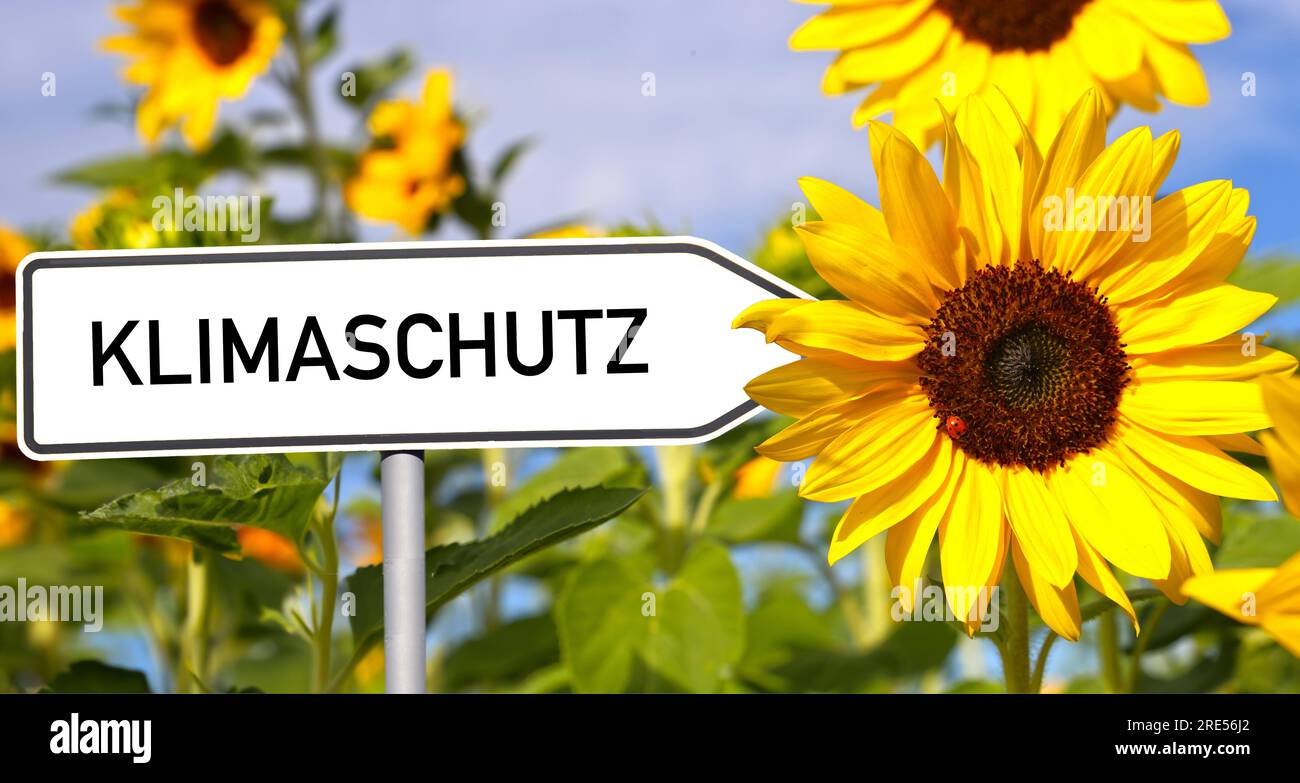 Image symbole de la protection du climat : tournesols et un panneau avec le mot allemand KLIMASCHUTZ (protection du climat) dessus Banque D'Images