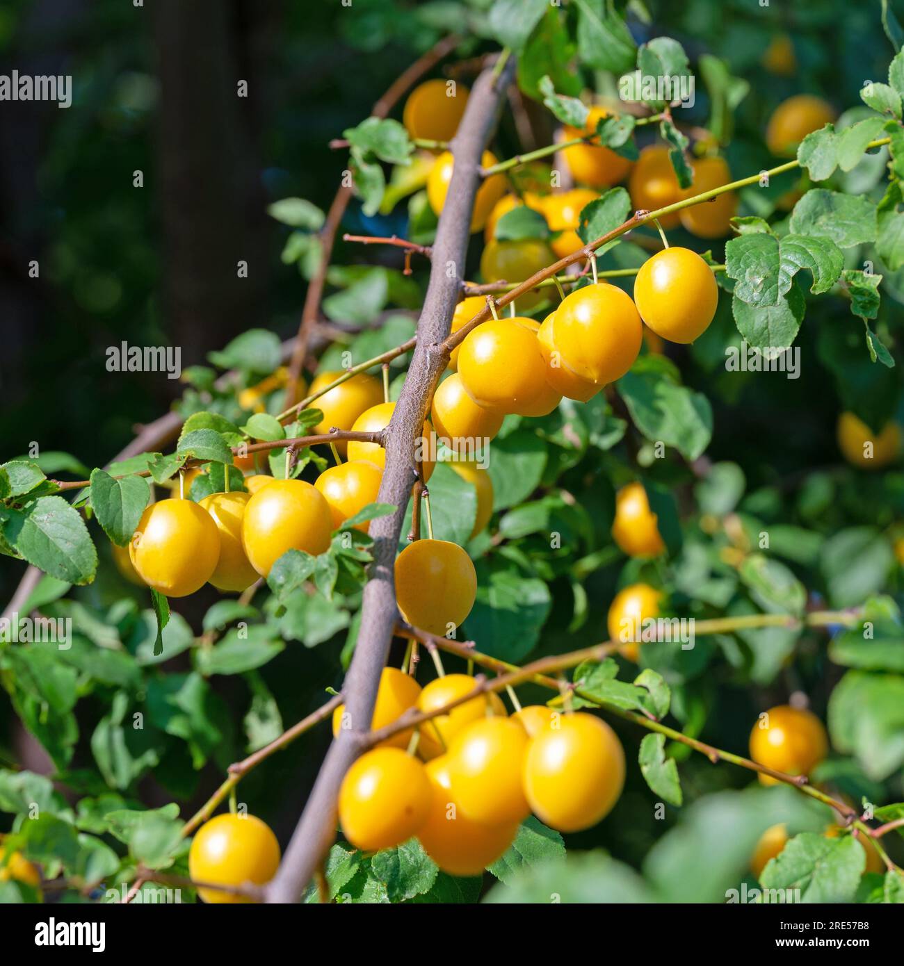 Prunes sauvages jaunes mûres, Prunus cerasifera Banque D'Images