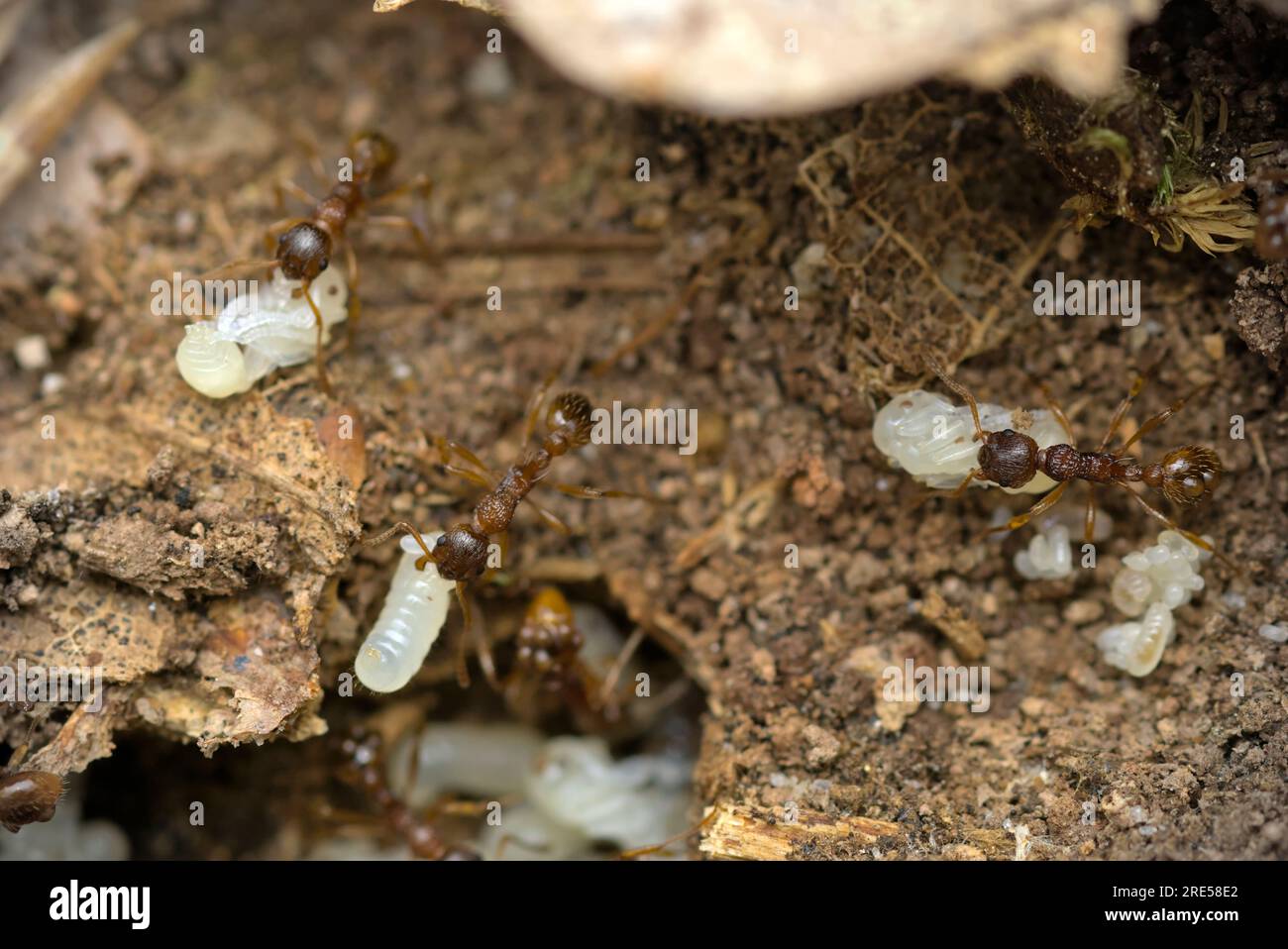 Nid de fourmis rouges communes (Myrmica cf. Rubra) protégeant leurs oeufs, larves, et pupes, macrophotographie, insectes, formicarie, nature, biodiversité Banque D'Images