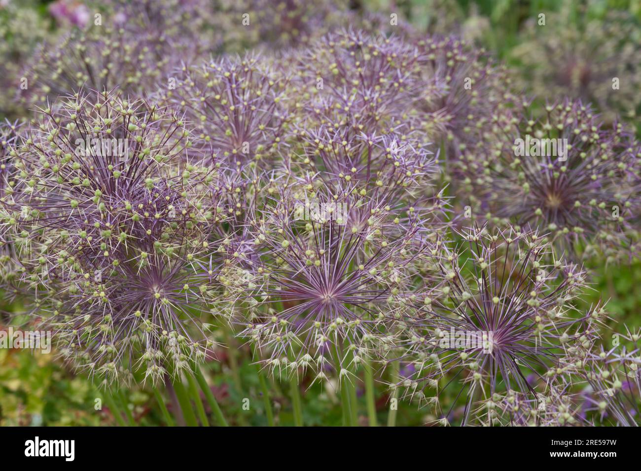 Têtes de graines d'été violettes de l'oignon ornemental Allium Christophii dans le jardin britannique juin Banque D'Images