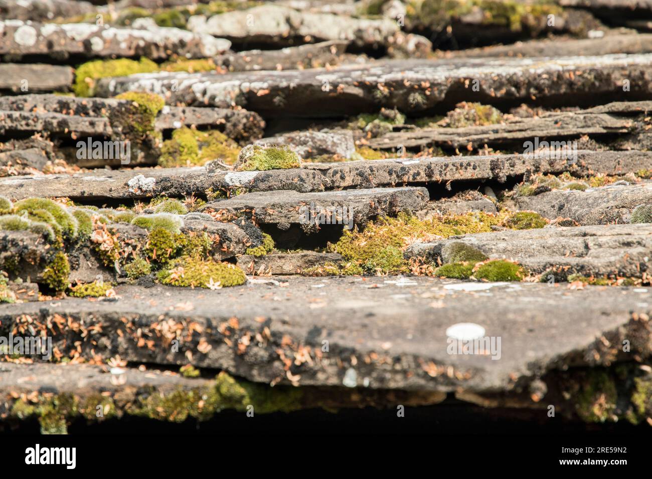 Toit en dalle de pierre mousseline d'une maison de campagne abandonnée Banque D'Images