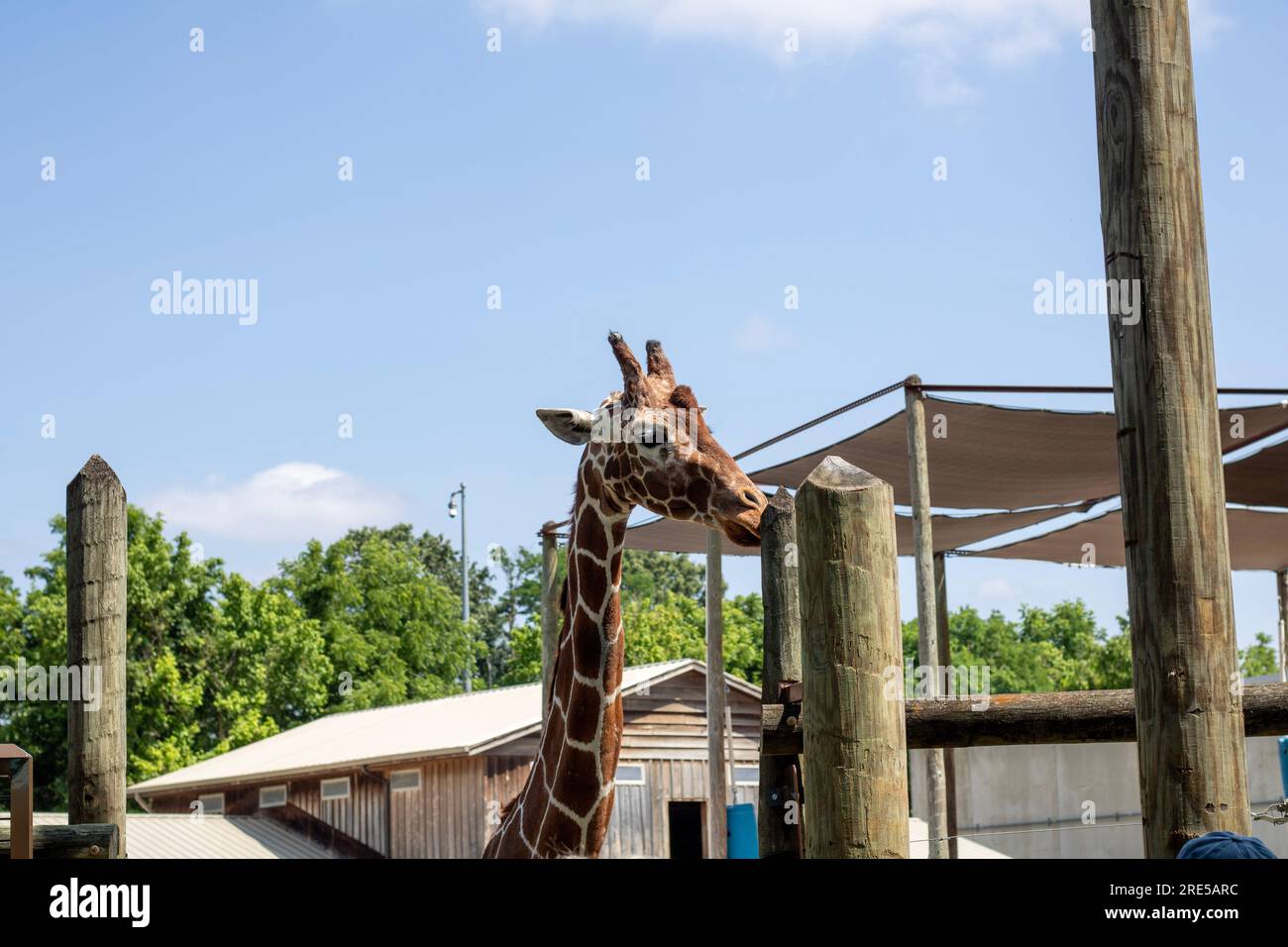 Cette photo de girafe a été prise au zoo de Knoxville Banque D'Images