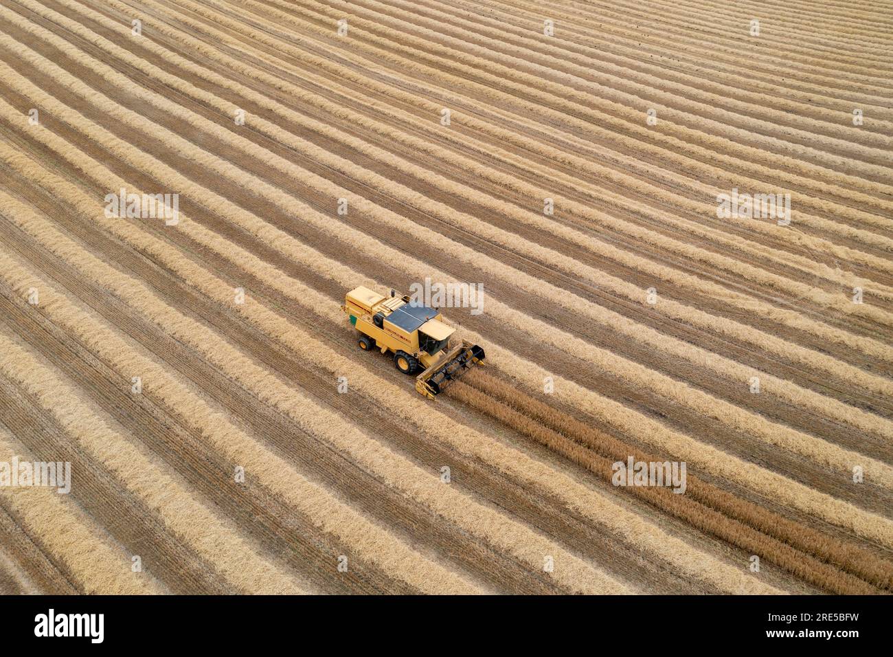 Vue aérienne par drone d'une moissonneuse-batteuse New Holland récoltant une récolte près de Cardenden, Fife, Écosse. Banque D'Images