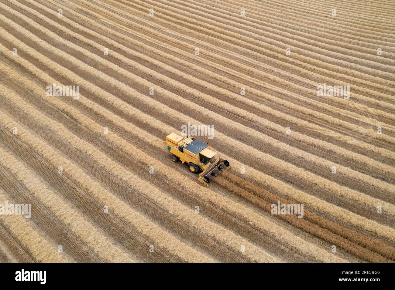 Vue aérienne par drone d'une moissonneuse-batteuse New Holland récoltant une récolte près de Cardenden, Fife, Écosse. Banque D'Images